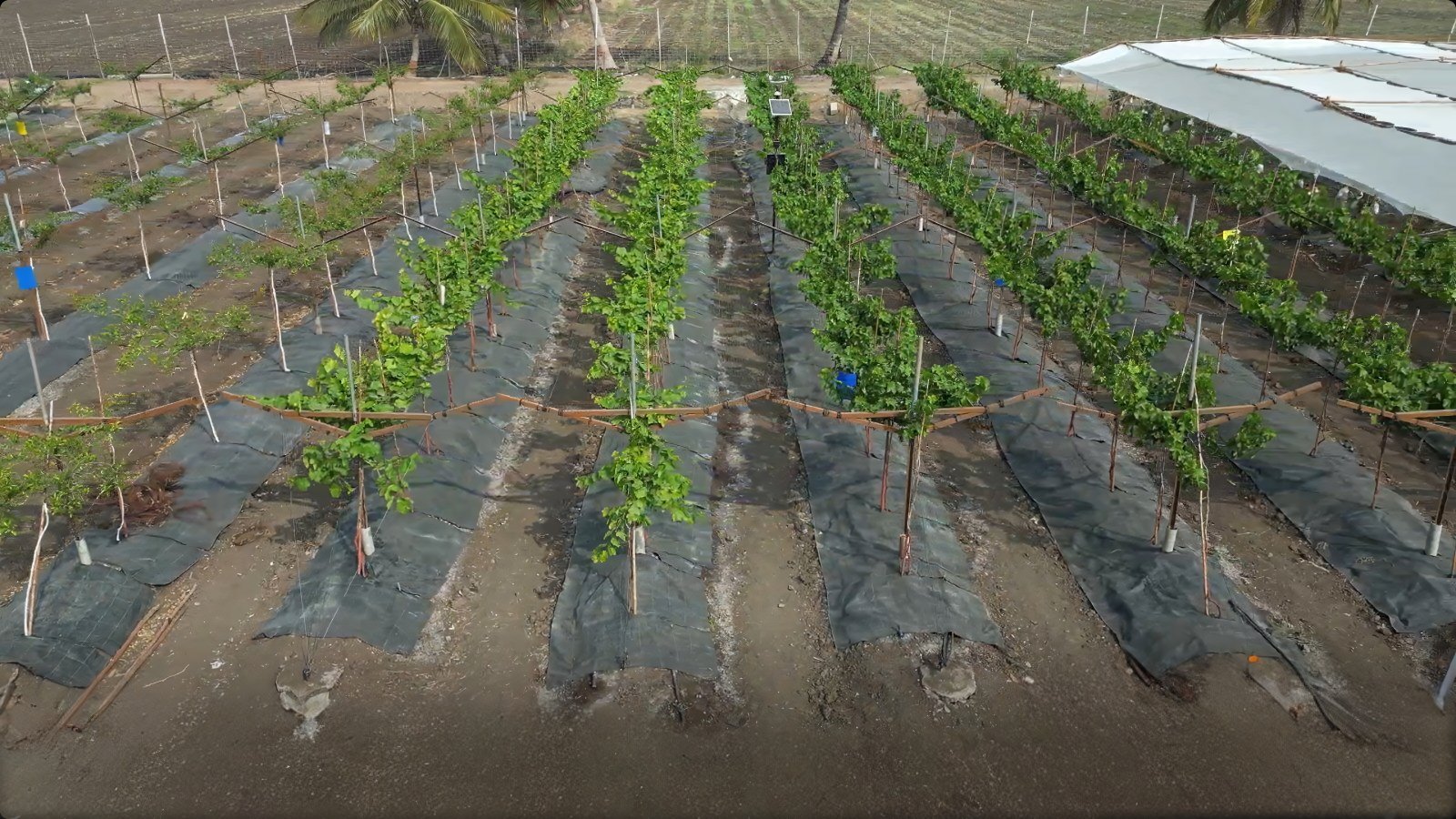 GroKhet Gro Weed Mat ground cover